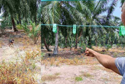 Penduduk menunjukkan kawasan anjing liar yang berkeliaran di belakang rumah mangsa di Kampung Tambak, Peserai Batu Pahat.