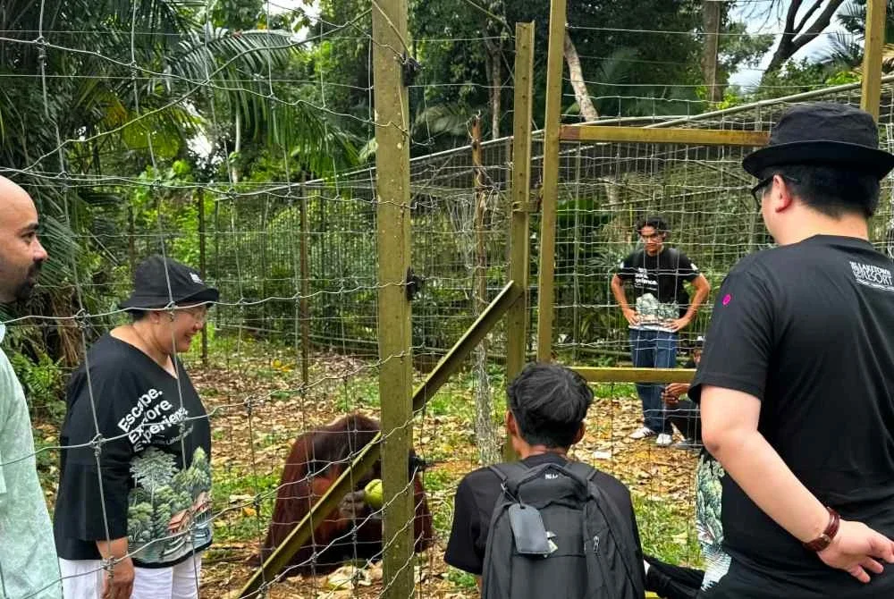 Program Kesedaran Konservasi Pulau Orang Utan anjuran Yayasan Pulau Orang Utan Bukit Merah (YPOUBM) memberi peluang peserta melihat dengan lebih dekat usaha pemuliharaan orang utan di Bukit Merah