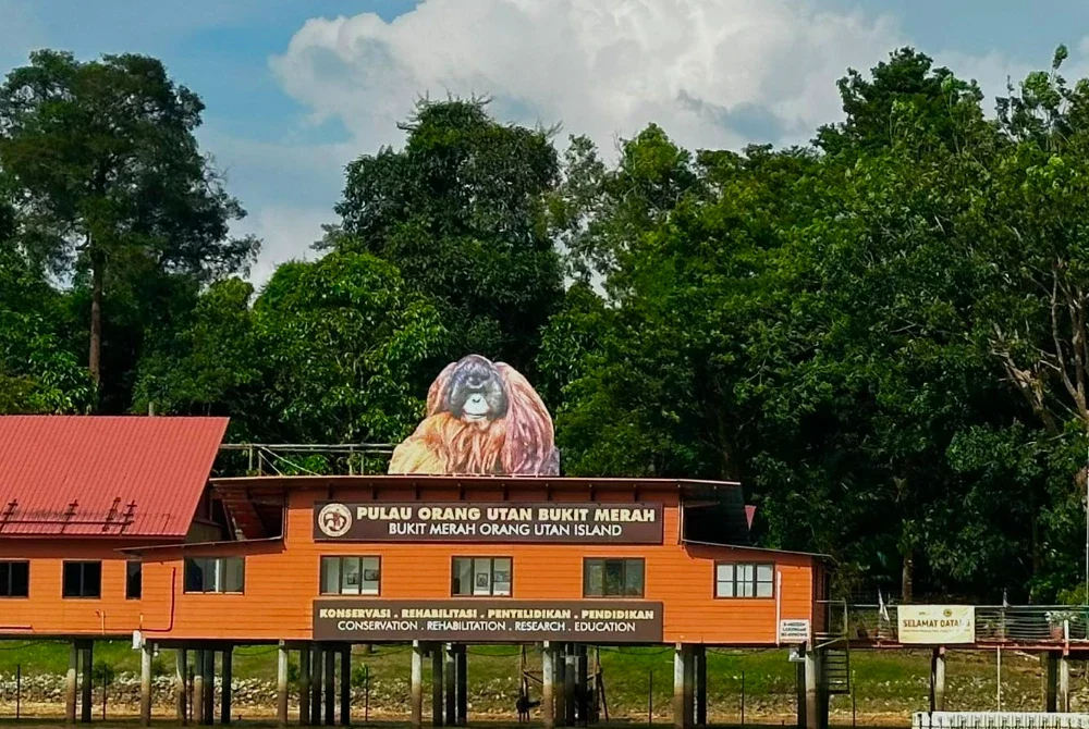 Pusat konservasi Pulau Orang Utan Bukit Merah yang terletak di Tasik Bukit Merah