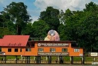 Pulau Orang Utan Bukit Merah dibuka kepada orang ramai pada tahun 2000 dan kini menjadi habitat kepada 15 ekor orang utan Borneo.