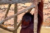 Antara orang utan Borneo yang berada di Pulau Orang Utan Bukit Merah