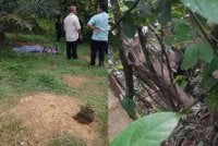 Mayat ditutupi kain selepas maut diserang gajah. Mereka terserempak seekor gajah ketika mencari lembu. FOTO: Facebook Hilmi Abdullah