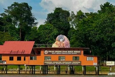 Pulau Orang Utan Bukit Merah dibuka kepada orang ramai pada tahun 2000 dan kini menjadi habitat kepada 15 ekor orang utan Borneo.