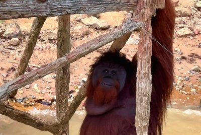 Antara orang utan Borneo yang berada di Pulau Orang Utan Bukit Merah