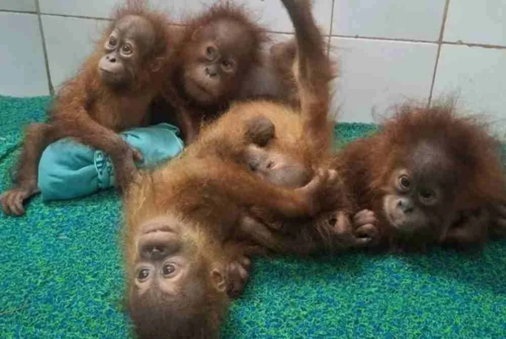 Foto dan video haiwan itu turut menjadi tular di media sosial. - Foto Agensi