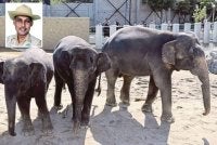 Perhilitan didesak menjawab persoalan berhubung pemindahan tiga gajah Asia Malaysia, Dara, Amoi dan Kelat (DAK) ke Zoo Tennoji, Osaka, Jepun. Gambar kecil: Santharasegaran 