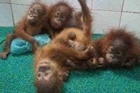Foto dan video haiwan itu turut menjadi tular di media sosial. - Foto Agensi