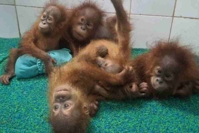 Foto dan video haiwan itu turut menjadi tular di media sosial. - Foto Agensi