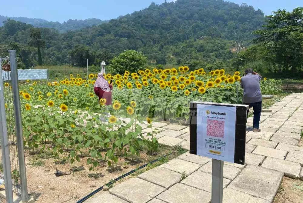 Taman bunga matahari berkenaan dipercayai antara yang terawal seumpamanya di Kelantan dan kini dibuka kepada orang ramai dengan bayaran masuk hanya RM3.Foto:SINAR HARIAN/HAZELEN LIANA KAMARUDIN