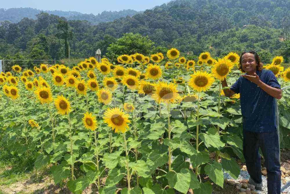 Nur Taufiq menunjukkan sebahagian daripada 3,000 pokok bunga matahari yang diperolehi dari Turkiye, Mongolia serta Sepanyol.