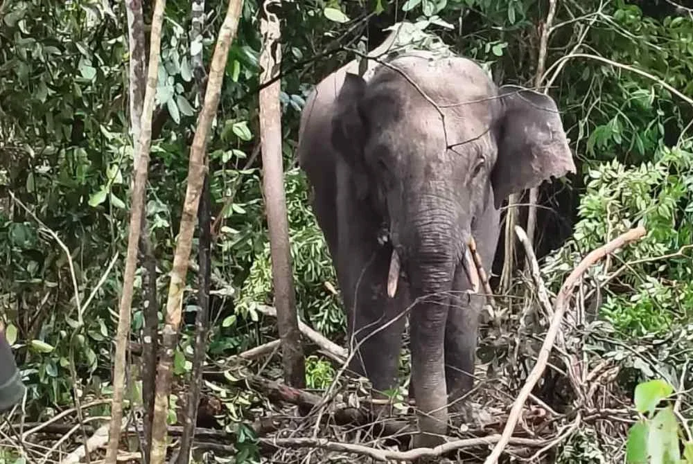 Gajah liar jantan yang berjaya ditangkap Perhilitan pada Khamis.