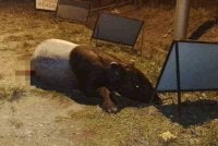 Seekor tapir seberat 250kg mati dilanggar kereta. Foto Perhilitan 