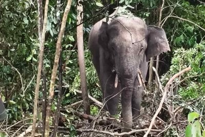 Gajah liar jantan yang berjaya ditangkap Perhilitan pada Khamis.