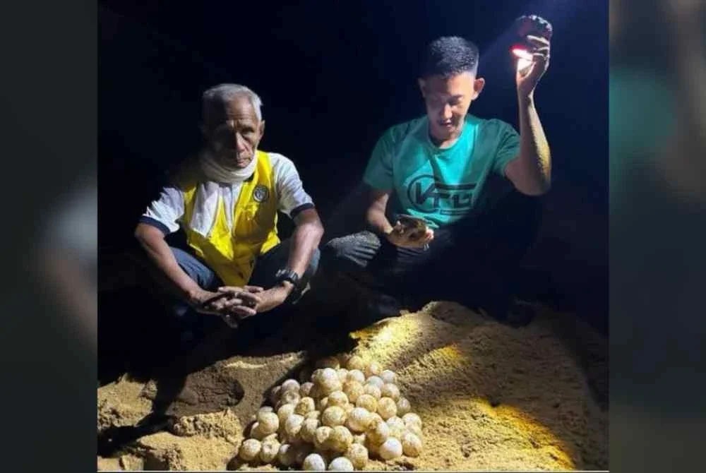 Kakitangan Jabatan Perikanan Memindahkan telur penyu belimbing ke Hatcheri Pusat Konservasi Penyu Rantau Abang bagi proses penetasan. Foto Jabatan Perikanan Negeri Terengganu