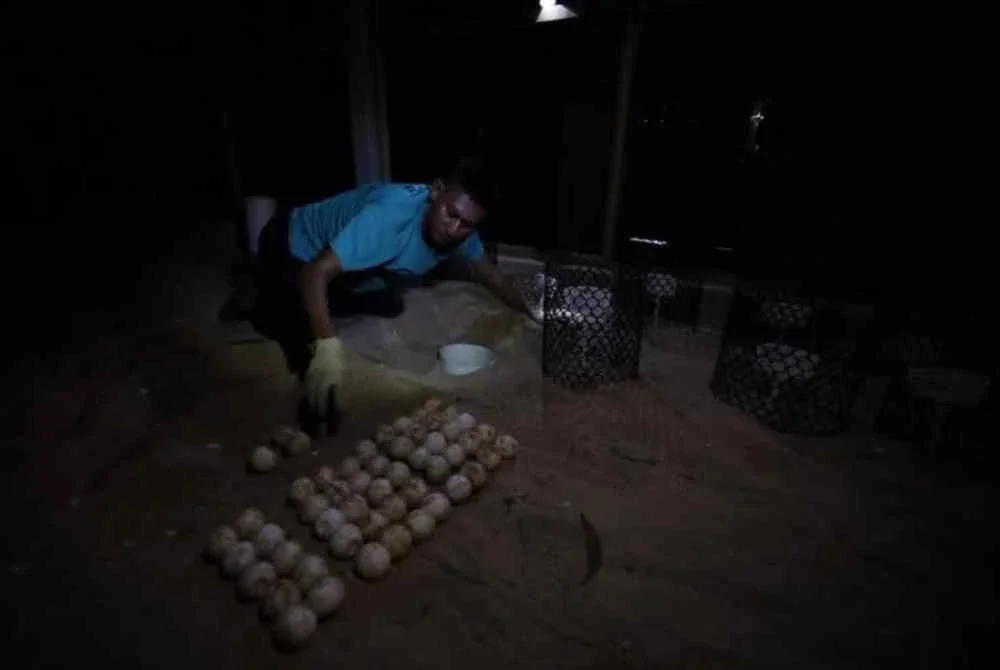 Kesemua telur berkenaan dijangka menetas dalam tempoh 50 hingga 70 hari, bergantung kepada keadaan serta proses pengeraman. Foto Jabatan Perikanan Negeri Terengganu