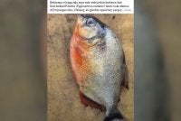 Tular di laman sosial berhubung penemuan spesimen ikan pemangsa yang biasanya ditemui di Lembangan Sungai Amazon, Amerika Selatan oleh seorang pemancing tempatan di Empangan Klau.