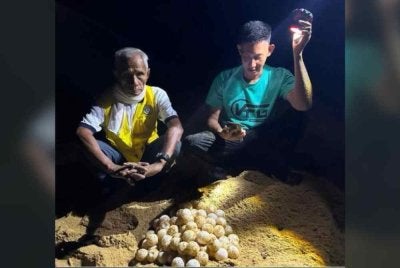 Kakitangan Jabatan Perikanan Memindahkan telur penyu belimbing ke Hatcheri Pusat Konservasi Penyu Rantau Abang bagi proses penetasan. Foto Jabatan Perikanan Negeri Terengganu