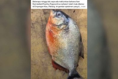 Tular di laman sosial berhubung penemuan spesimen ikan pemangsa yang biasanya ditemui di Lembangan Sungai Amazon, Amerika Selatan oleh seorang pemancing tempatan di Empangan Klau.