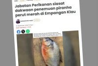 Laporan Sinar Harian berhubung Jabatan Perikanan siasat dakwaan penemuan piranha perut merah di Empangan Klau