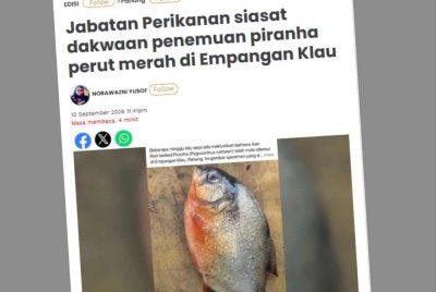 Laporan Sinar Harian berhubung Jabatan Perikanan siasat dakwaan penemuan piranha perut merah di Empangan Klau