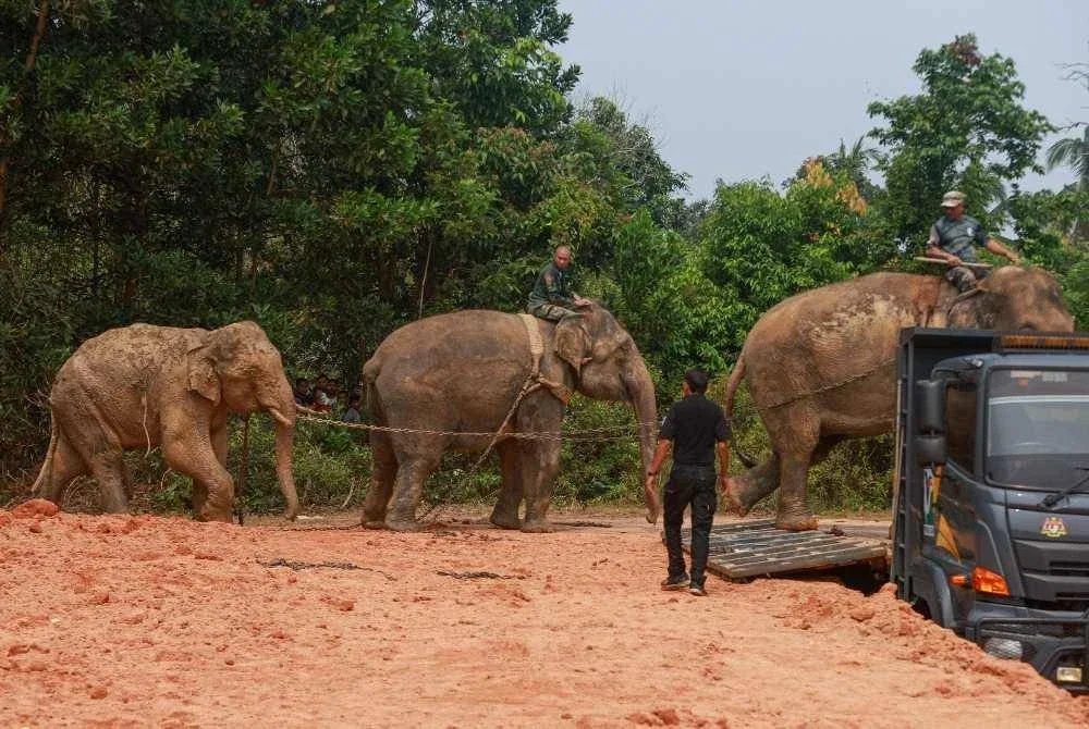 Sanum dan Abot berjaya menaikkan gajah jantan liar dinamakan Awang Kolam ke atas lori dalam operasi pemindahan di Kampung Kolam, Ajil pada Rabu.