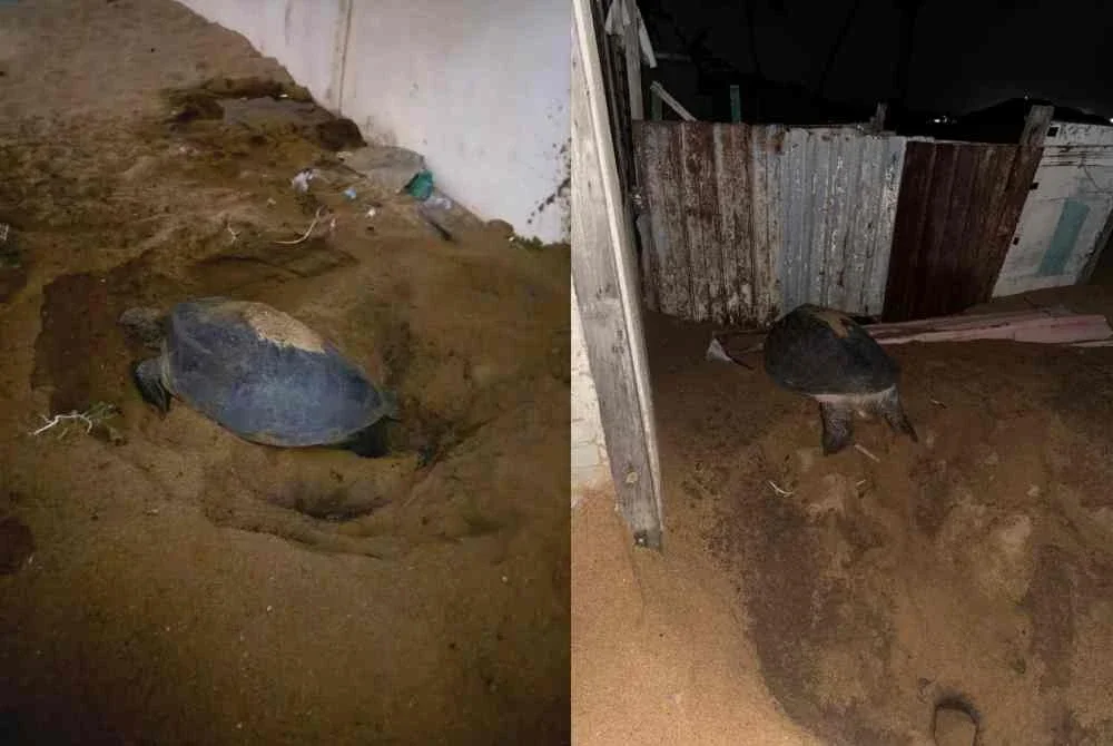 Seekor penyu dikesan naik untuk bertelur di halaman sebuah rumah di Kampung Geliga.