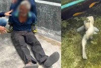 Rakaman kamera litar tertutup (CCTV) membantu polis Bangkok menahan seorang lelaki berusia 51 tahun yang didakwa melakukan perbuatan seksual terhadap ikan koi milik jirannya.