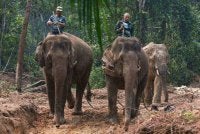 Anggota Perhilitan dibantu oleh Sanum dan Abot berjaya mberjaya memujuk seekor gajah dalam operasi pemindahan di Kampung Kolam, Ajil pada Rabu.