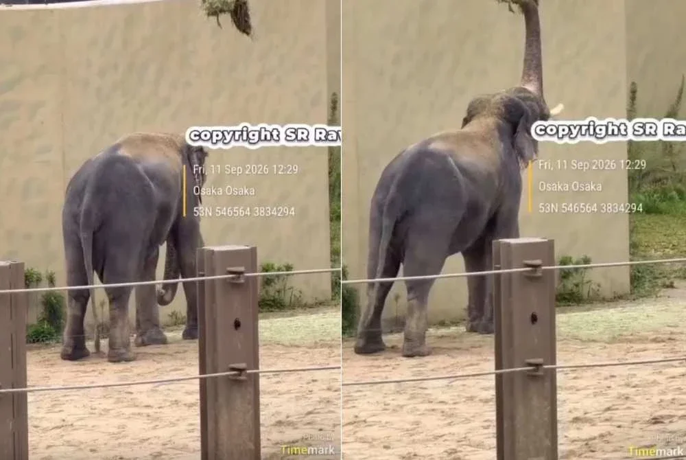 Kebimbangan kini tertumpu kepada salah seekor gajah jantan berkenaan, Kelat yang didakwa kelihatan semakin kurus.