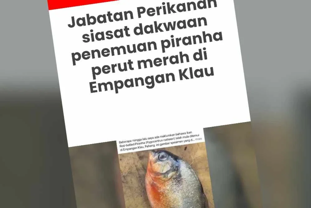 Laporan Sinar Harian berhubung ikan piranha perut merah yang didaratkan seorang pemancing di Empangan Klau, Raub.