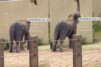Kebimbangan kini tertumpu kepada salah seekor gajah jantan berkenaan, Kelat yang didakwa kelihatan semakin kurus.