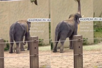 Kebimbangan kini tertumpu kepada salah seekor gajah jantan berkenaan, Kelat yang didakwa kelihatan semakin kurus.