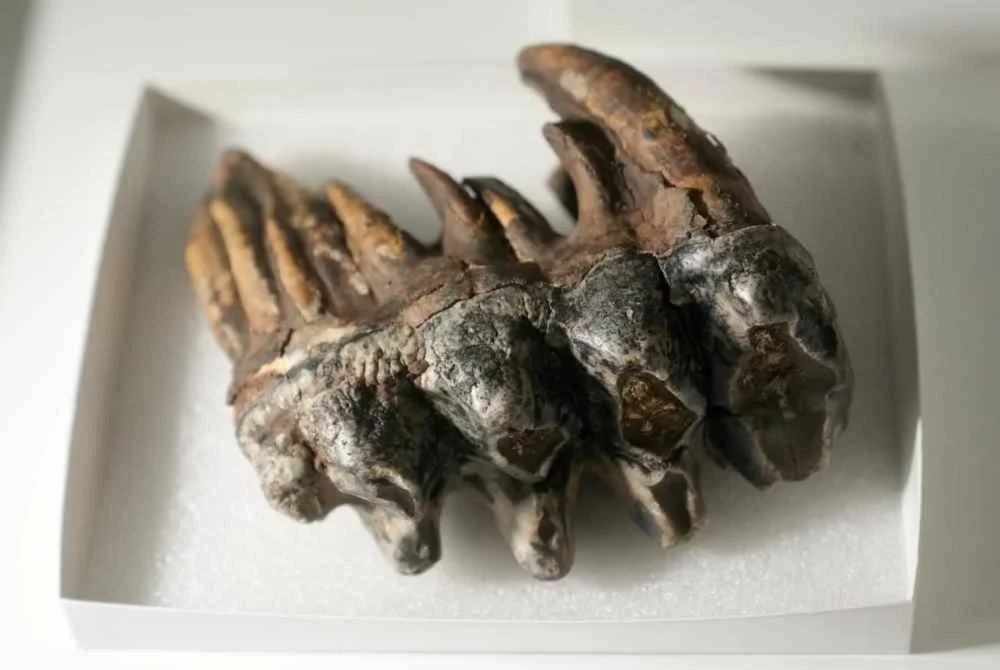 Fosil gigi geraham Pacific mastodon yang ditemui ahli geologi. Gambar AFP