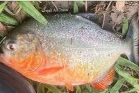 Ikan kedua dipercayai dari spesies Red-bellied Piranha yang didakwa ditemui seorang pemancing di Sungai Klau, Raub baru-baru ini. FOTO FB JEJAK AIR TAWAR