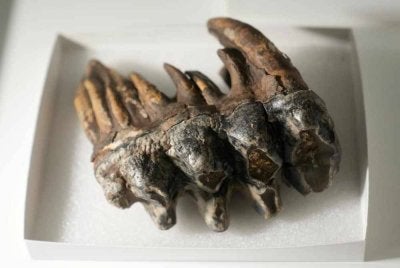 Fosil gigi geraham Pacific mastodon yang ditemui ahli geologi. Gambar AFP