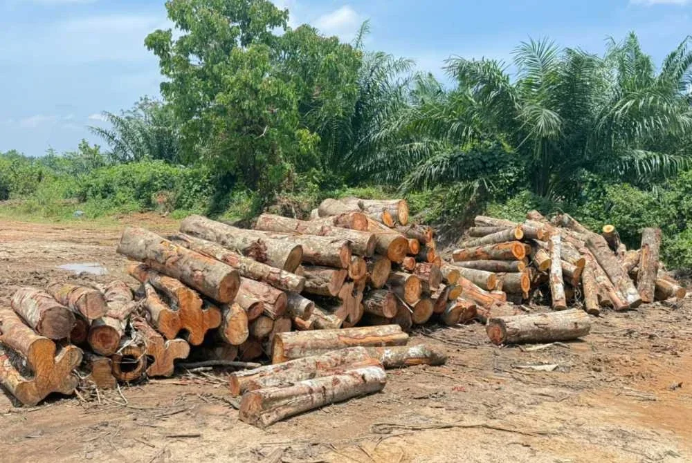 Hasil hutan tidak bercukai yang diproses di kilang diserbu.