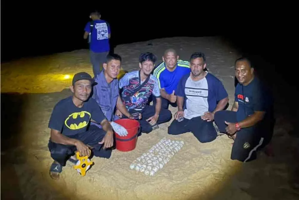 Kakitangan Pejabat Perikanan Negeri Terengganu menunjukkan sebahagian daripada 70 biji telur penyu belimbing yang ditemui selepas ibu penyu berkenaan mendarat dan bertelur di Pantai Kuala Abang, Dungun pada Selasa.