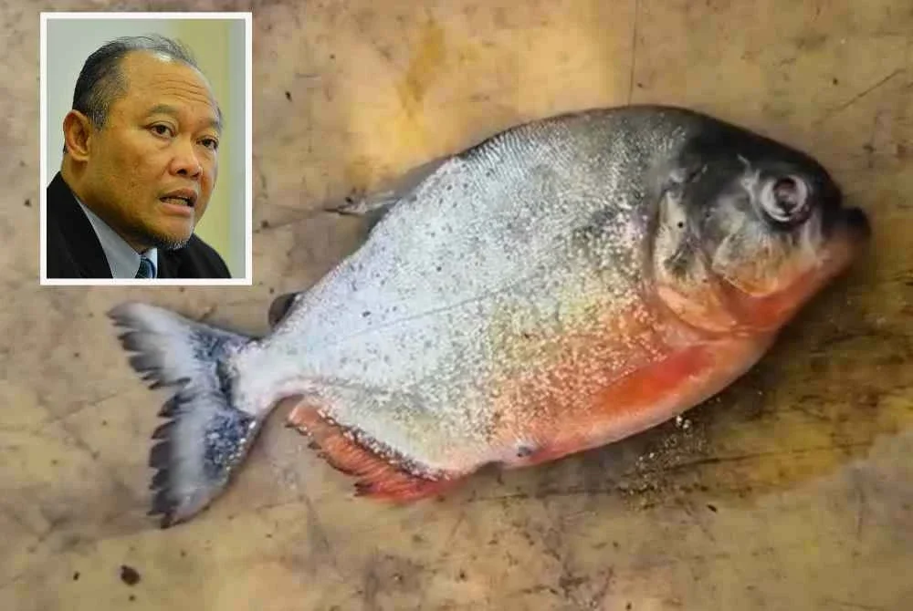 Tangkap layar rakaman video tular seorang pemancing mendaratkan ikan piranha di Empangan Klau, Raub di Pahang Ogos lalu. Gambar kecil: Adnan