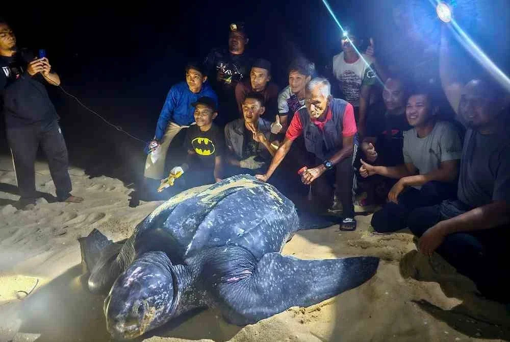 Jabatan Perikanan Malaysia melalui Pusat Penyu dan Ekosistem Marin (TCIC) Rantau Abang merekodkan tiga pendaratan penyu belimbing (Dermochelys coriacea) di pesisir pantai Terengganu sepanjang September tahun ini. Foto Bernama