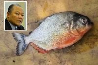 Tangkap layar rakaman video tular seorang pemancing mendaratkan ikan piranha di Empangan Klau, Raub di Pahang Ogos lalu. Gambar kecil: Adnan
