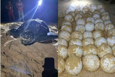 Kehadiran 'Raja Penyu' terus mencuri tumpuan apabila seekor ibu penyu belimbing ditemukan mendarat dan menghasilkan 70 biji telur di Pantai Kuala Abang, Dungun awal pagi Selasa.