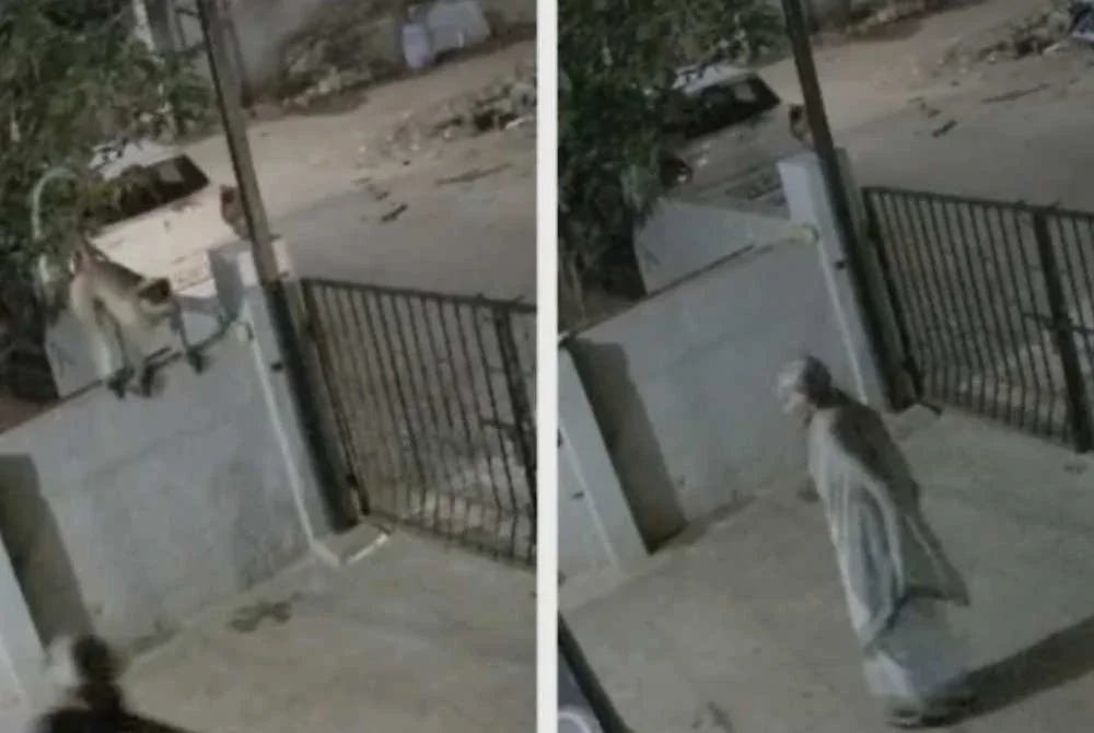 Serangan monyet ke atas mangsa turut dirakam CCTV yang dipasang di luar rumah. Foto: Agensi