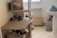 Lebih 75 kucing ditemukan di sebuah apartmen kecil berukuran kira-kira 50 meter persegi di Paris. Foto TikTok @colzouti via Le Parisien