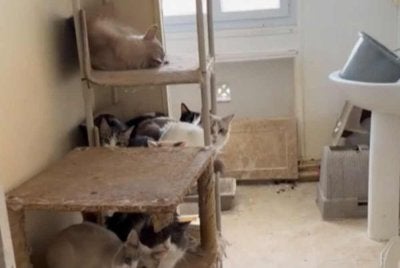 Lebih 75 kucing ditemukan di sebuah apartmen kecil berukuran kira-kira 50 meter persegi di Paris. Foto TikTok @colzouti via Le Parisien