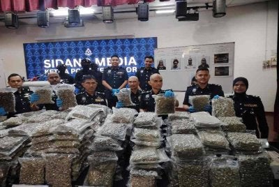 Shazeli (tiga dari kanan) menunjukkan rampasan bunga ganja yang dirampas di sekitar Terminal KLIA dan Sepang.
