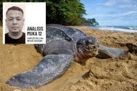 Hentikan juga aktiviti melihat penyu bertelur supaya mana-mana spesies yang mendarat, dapat bertelur dengan tenang tanpa sebarang gangguan. Foto hiasan 