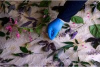 Aznie menghasilkan tekstil cetakan eko (ecoprint) menggunakan teknik menekan daun, bunga dan bahan semula jadi. Foto Bernama