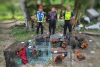 Pasukan PGA menahan seorang lelaki bersama 10 ekor ayam hutan dan empat ekor burung serindit di sebuah rumah tidak bernombor di Kampung Teris Lanchang pada Rabu. Foto PGA