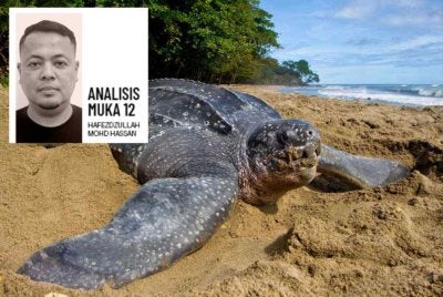 Hentikan juga aktiviti melihat penyu bertelur supaya mana-mana spesies yang mendarat, dapat bertelur dengan tenang tanpa sebarang gangguan. Foto hiasan 
