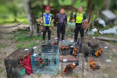 Pasukan PGA menahan seorang lelaki bersama 10 ekor ayam hutan dan empat ekor burung serindit di sebuah rumah tidak bernombor di Kampung Teris Lanchang pada Rabu. Foto PGA